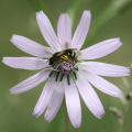 scorzonera purpurea